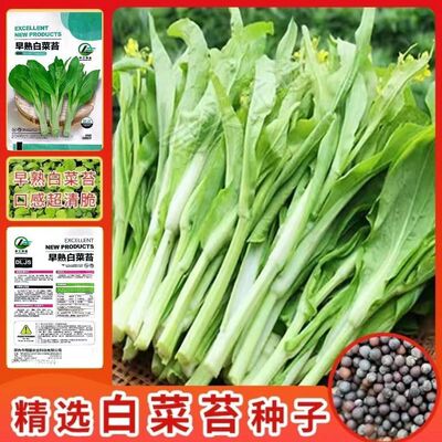 早熟甜脆多白菜苔种子白菜心蔬菜