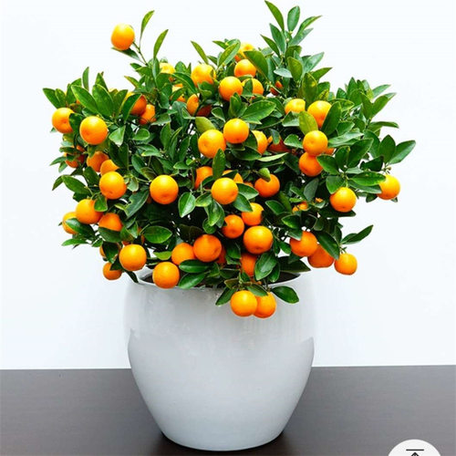 KumquatPotOrangeIndoorGoo