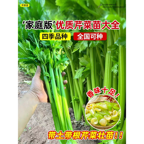 Fruit seedlings, seedlings, big seedlings, old products, ce