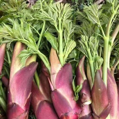 New Spiny Dragon Vegetable Northeast Spiny Dragon Bud Spiny