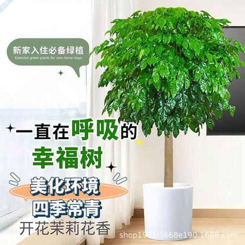 HappinessTreeLivingRoomPo