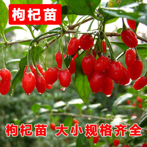 Ningxiaredwolfberryseedlin