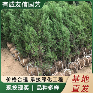New tower cypress, big tree seedling, side cypress, Sichuan