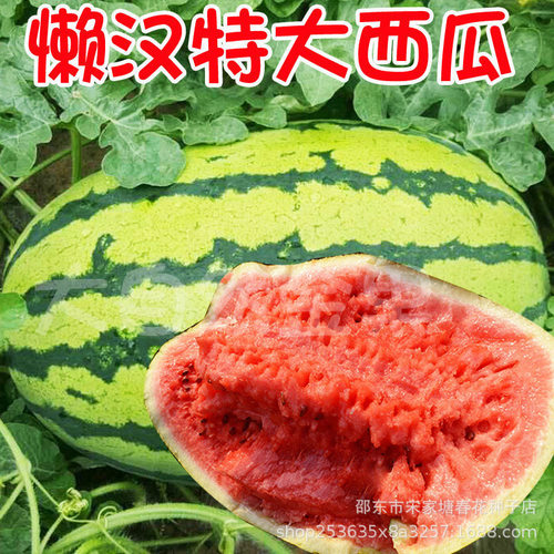 New Lazy Watermelon Less Watermelon Fruit T-shirt Moisturiz