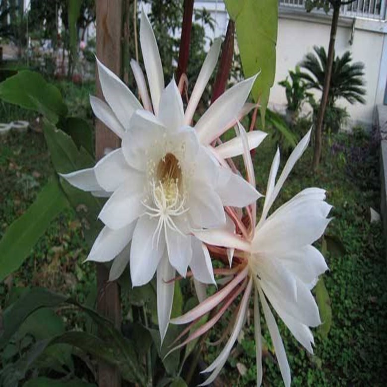 Epiphyllum seedlings indoor balcony potted plants purify th