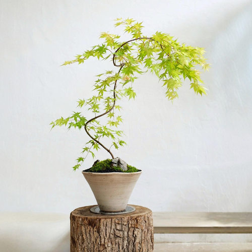 Maplepotsaplingindoordesi