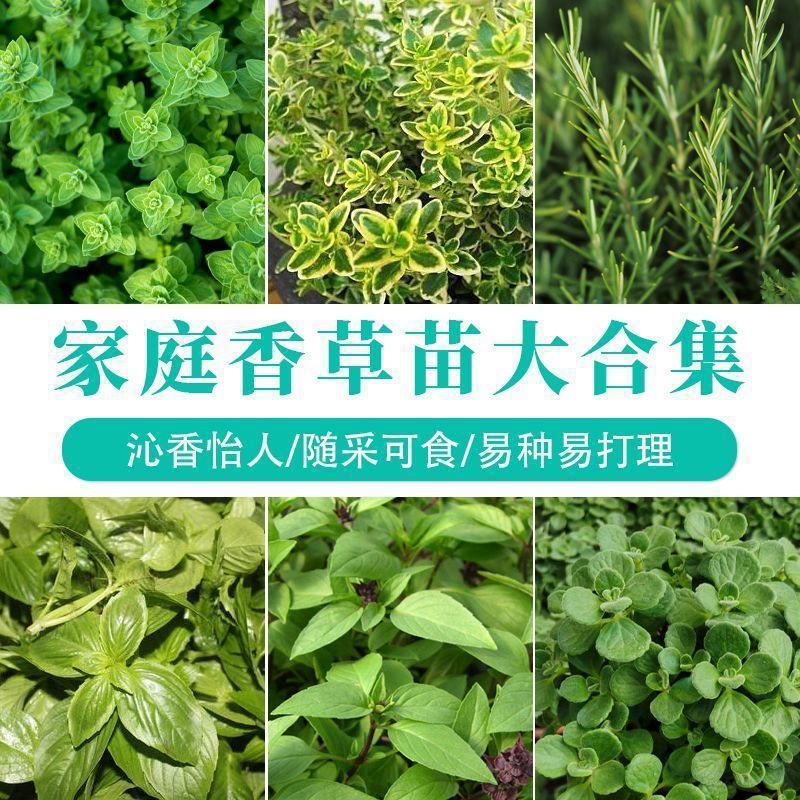 Thyme seeds, cowpea, rosemary, nine layered basil seeds, gr