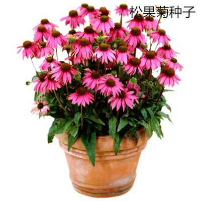 Bulk Pinecone Chrysanthemum Seeds Excellent Purple Coneflow