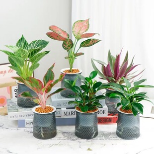 Luluo Fortune Tree Wenzhu Meat Pot Plant Indoor Mint Dracae