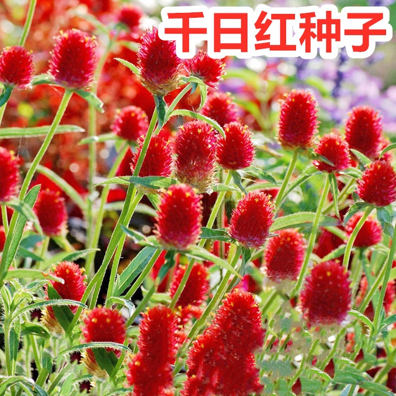 Thousand day red seed, thousand day purple, hundred day red