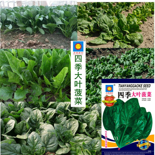 Spinach bagged stall, first grade corn, green vegetables, l
