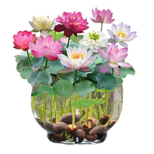 Bowl lotus has opened, plant water lily, lotus flower indoo