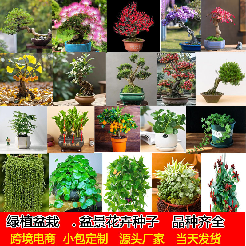 Green plants, bonsai, flowers, lucky trees, seeds that abso