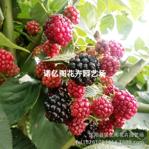 New Seedlings Double Season Raspberry Fruit Tree Seedlings