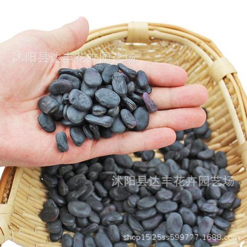 Black fava bean seeds. Black fava bean seed base has a larg