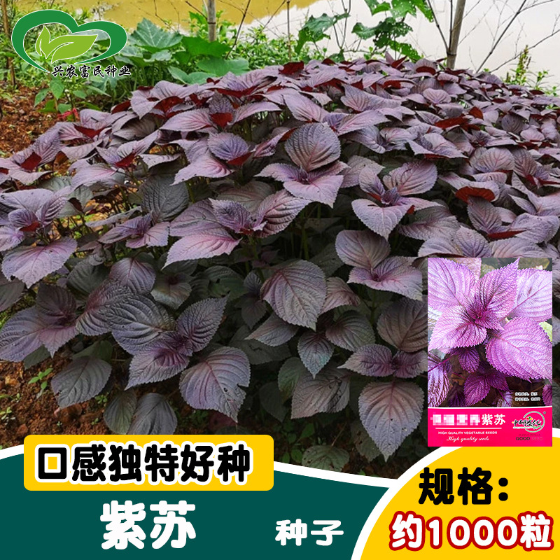 Yanyou Perilla Seed Four Seasons Garden Farmhouse Balcony P