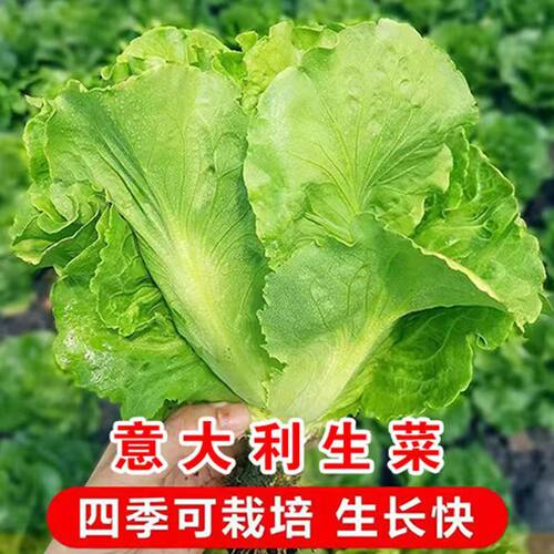 Italian cuisine is not easy to remove moss, lettuce, vegeta