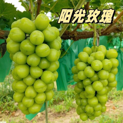 Sunshine Rose Grape Fruit Tree No Super Sweet Balcony Frame