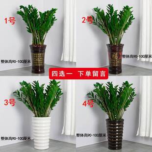 Money Tree Pot Plants Indoor Good Living Room Large Pot Dec