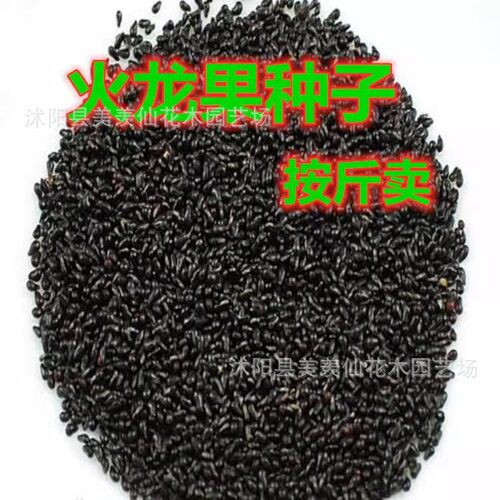 New Pot Dragon Fruit Sprout Nanbei Easy Indoor Balcony Pot