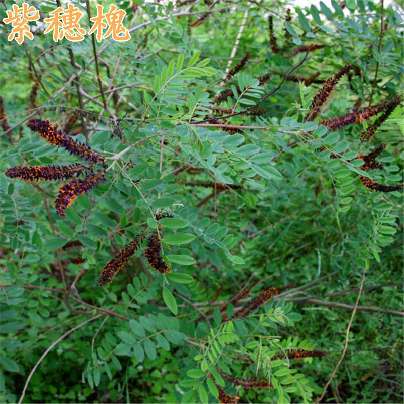 Purple locust seeds, net seedlings, Hu branch, Robinia pseu