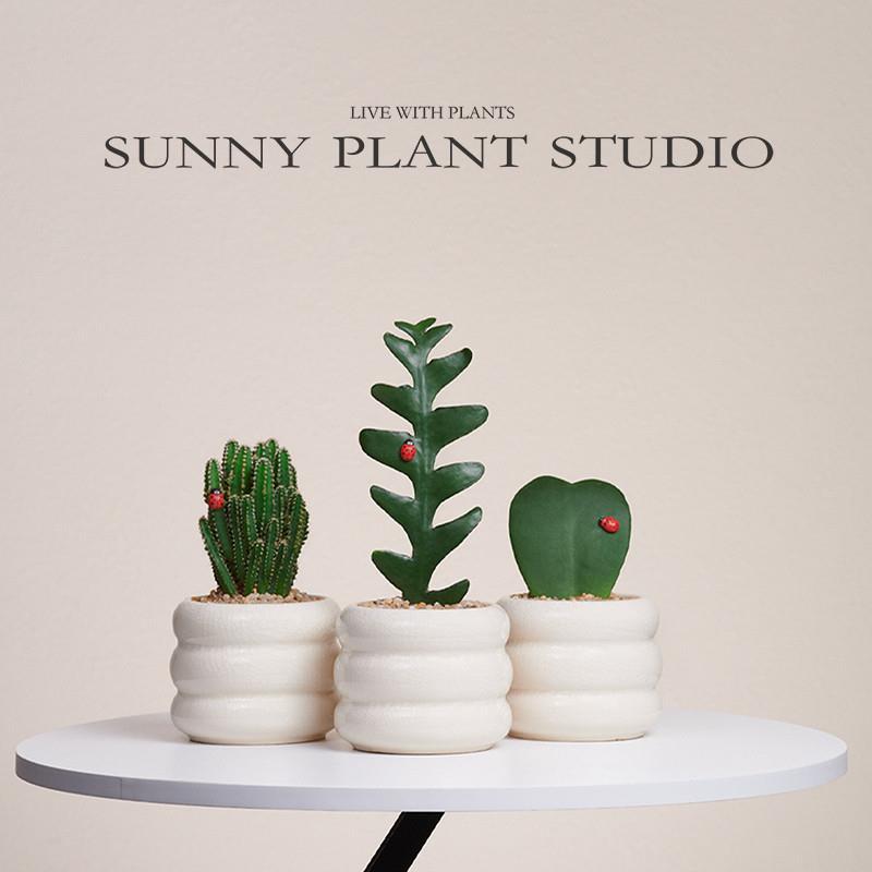 Mini desktop succulent potted plant, cute and healing, gree