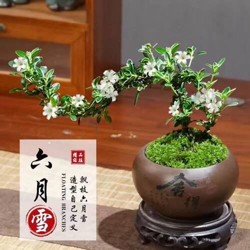 六月雪盆景悬崖式造型植物室内客
