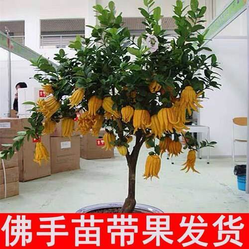 NewGoldPotAuthenticIndoor