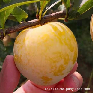 Sichuan honey sugar plum seedlings boneless rock sugar plum
