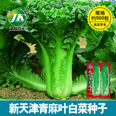 天津青麻叶白菜种子老品种青帮大