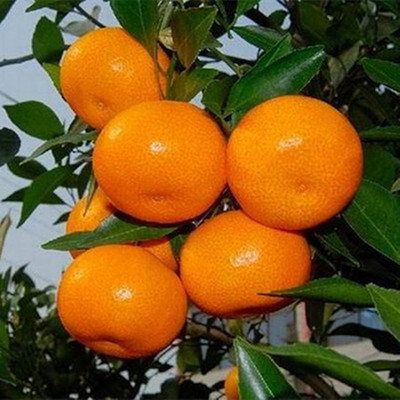 NewOrangeSeedlingsAuthenti