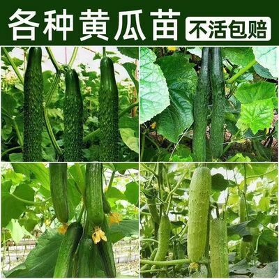 Fruit seedlings, balcony pots, cucumber seedlings, early ma