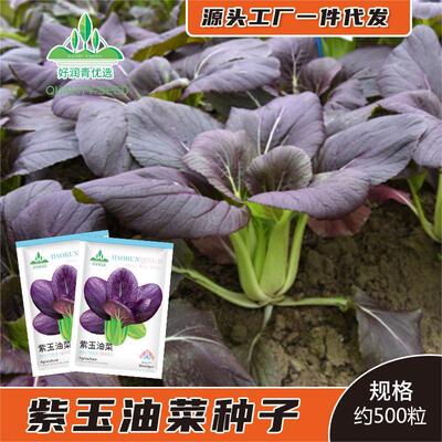 紫玉油菜种子紫色青梗菜小青菜种