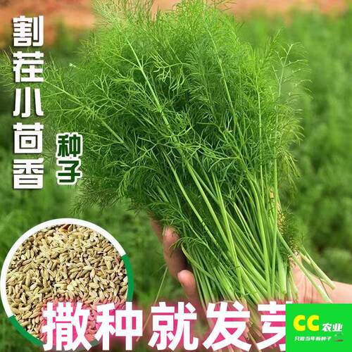 New style chopped fennel small fennel basin balcony, spring