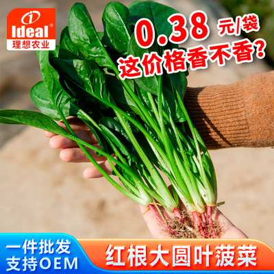 大圆叶菠菜种子红根菠菜种籽耐寒