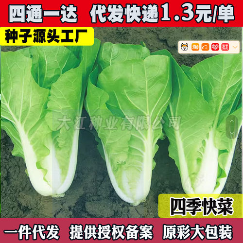 Cream Quick Vegetables Purple Cabbage Cold resistant Fast g