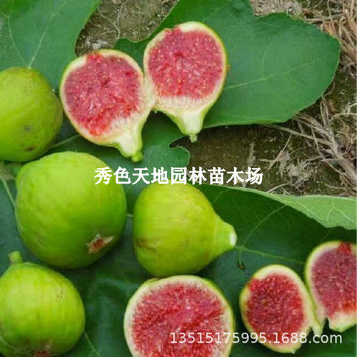 WeihaiQingpiFruitSeedlings