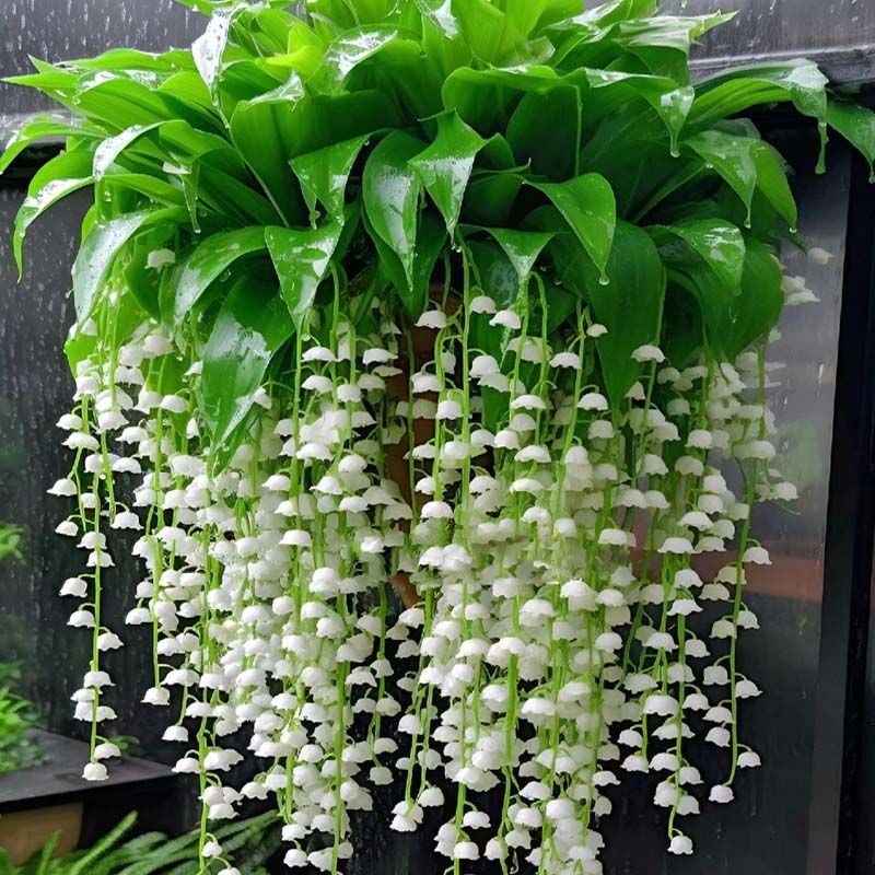 Four season flowering bell flower seedlings with buds, frag