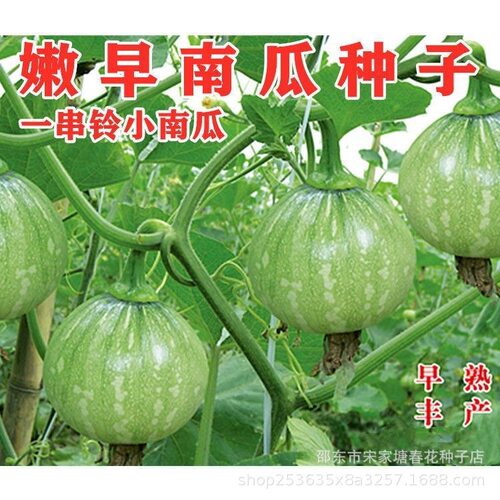 New style early tender small string bell pumpkin vegetable