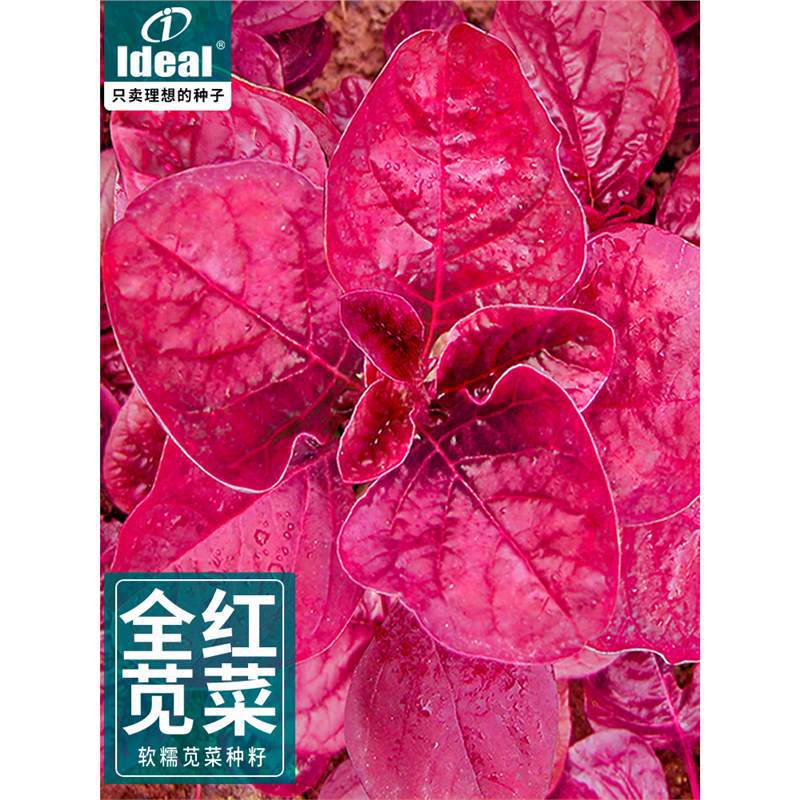 Four season full red amaranth seeds, fast-growing, heat-res
