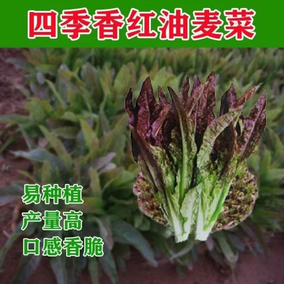 Sweet and Crispy Red Oil Wheat Seed Purple Red Oil Wheat Se