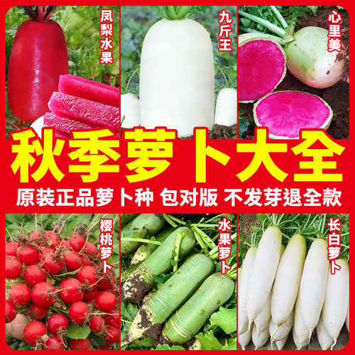 萝卜种籽季凤梨水果萝卜种子蔬菜