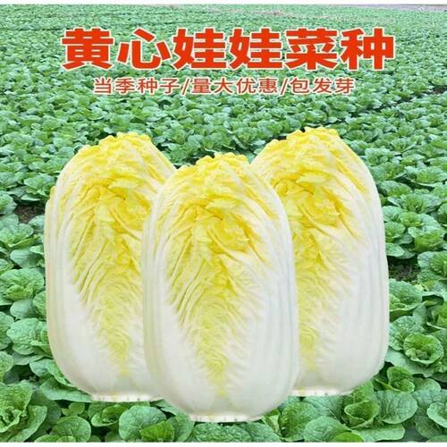 Baby bok choy grows fast and yields vegetables. Vegetable T