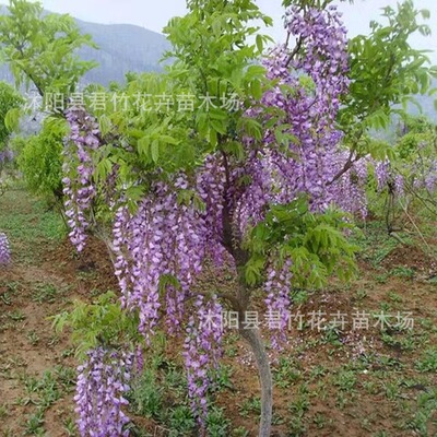 Wisteria seedlings with multiple flowers, Wisteria flower s