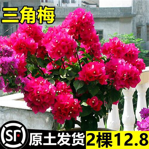 NewRedPotwithFlowerTrian