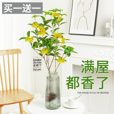 Hydroponic Osmanthus Potted Seedlings Water Plants Four Sea