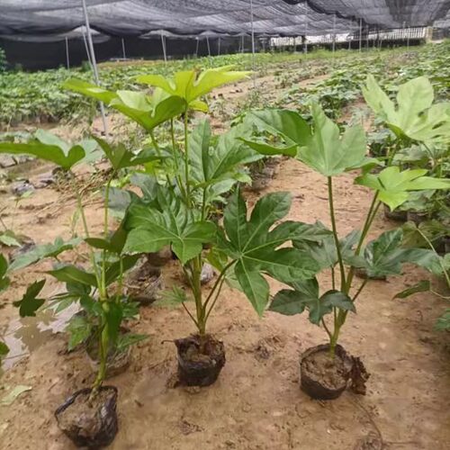 Octagonal Golden Plate Seedlings, Octopus Green Plants, Vil