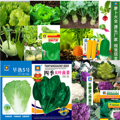Cabbage original stall vegetable, broccoli, spring and autu