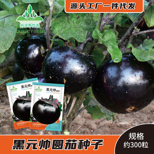 Black round eggplant, black round purple red, sweet eggplan