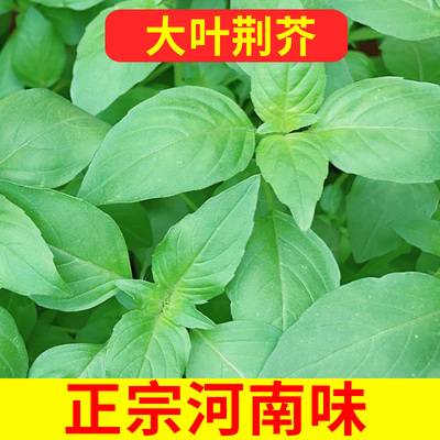 荆芥种子河南罗勒种孑菜籽种苋菜
